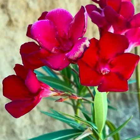 La Casa Blu Deluxe Lipari