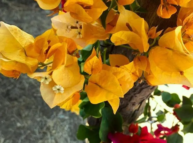 La Casa Blu Deluxe Willa Lipari (Isola Lipari)