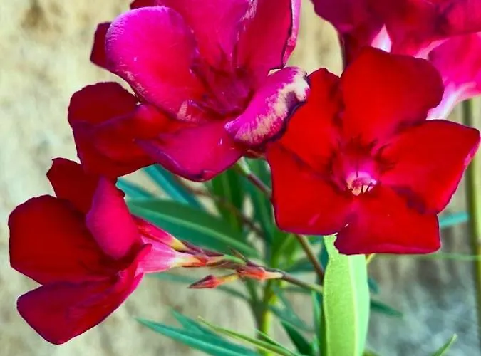 La Casa Blu Deluxe Lipari